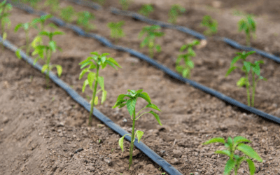 ¿Qué tipos de plantas son adecuadas para el riego por goteo y el riego por microaspersión